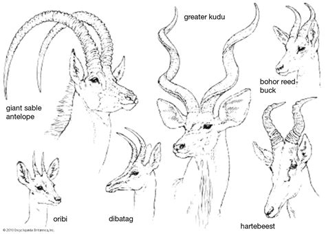 Horn | Unicorn, Rhinoceros & Antelope | Britannica