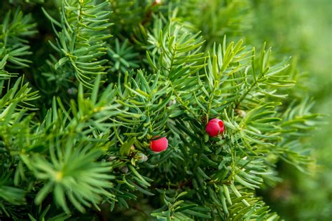 How to Grow and Care for Yew