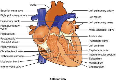 Heart Anatomy Labeled – Anatomy System – Human Body Anatomy diagram and ...