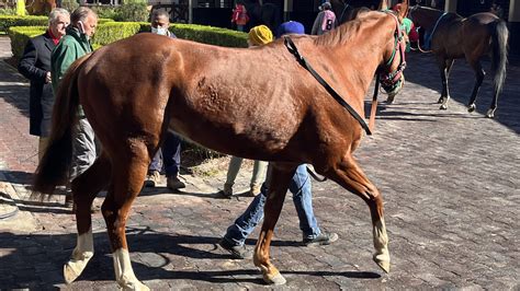 Chestnut Vs Sorrel Horses: Understanding The Distinction