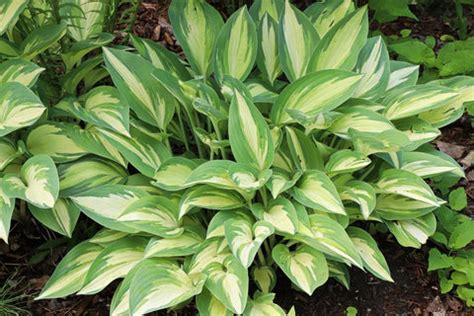 Hosta Plants: Types, Care, and Growing Tips for Stunning Gardens – Ugaoo