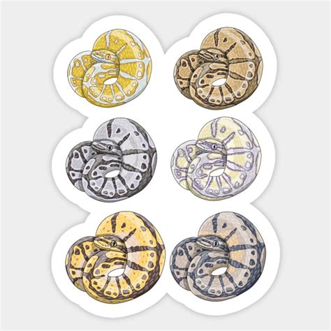 Image result for Ball Python Markings