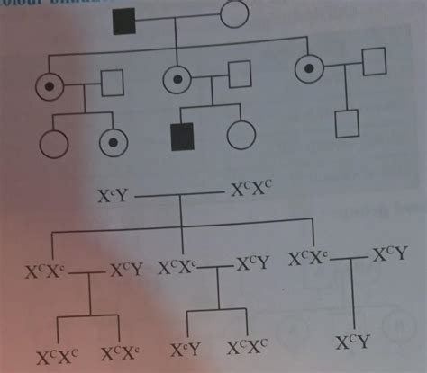 comment on the given Pedigree chart with respect to Inheritance of ...