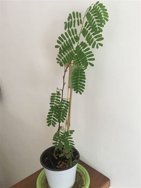 Tamarind(Grafted) - Fruit Plants & Tree – PlantsKingdom