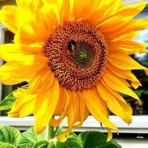 Summer Solstice Celebration , Timperley, Holy Cross, Altrincham, 22 ...