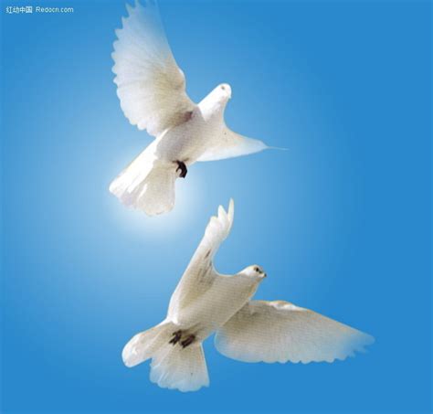 100 多张免费的“白鸽”和“鸟”照片 - Pixabay