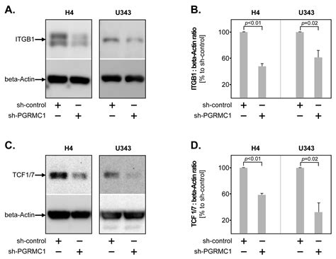 Progesterone Receptor Membrane Component 1 (PGRMC1) Modulates Tumour ...