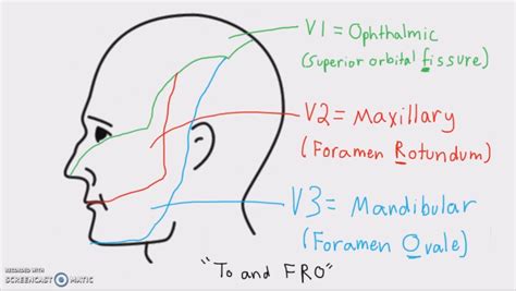 Cranial Nerve Face Drawing With Numbers at GetDrawings | Free download