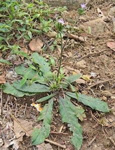Kapebonavista Ban-tambakhu Samdudri Hasti pod Sahastra Buti plant, it ...