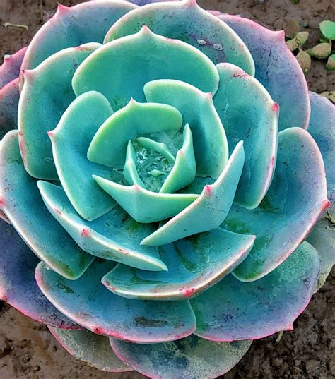 Common Plants With Succulents Flowers