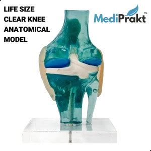 MediPrakt | CLEAR KNEE JOINT MODEL | LIFE SIZE | With Flexible ...