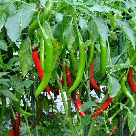 Chilli Haree Mirchi – desi mirchi, summer harvest – myBageecha