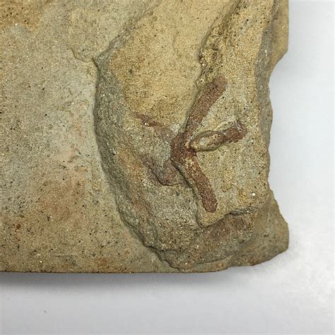 Trace Fossils Burrows