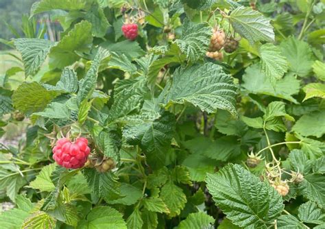 Image result for How to Support Raspberry Bushes