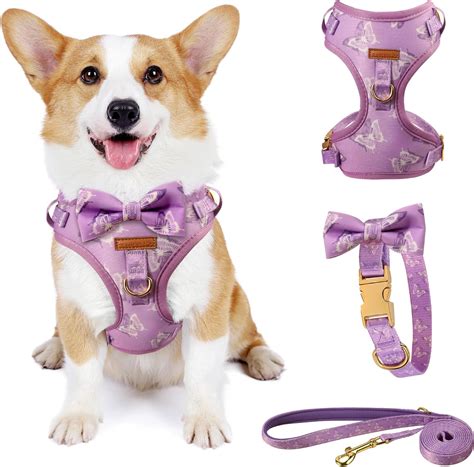 Amazon.com : Cute Dog Collar, Harnesses & Leash Set with Gold Colored ...