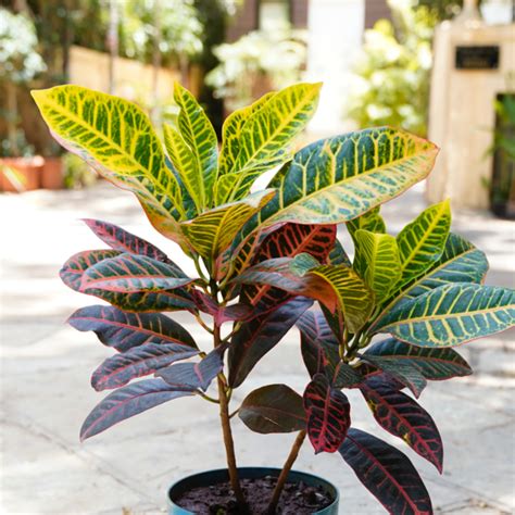 Petra Croton Variegated