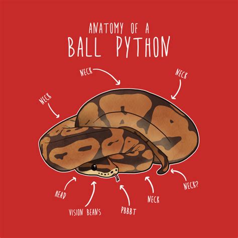 Image result for Anatomy of a Python