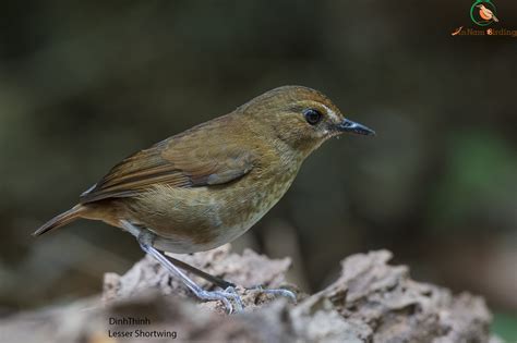 Annam Birding, Bird Photo Tours