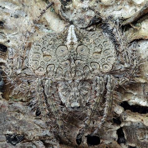 Dolophones sp – Ausemade