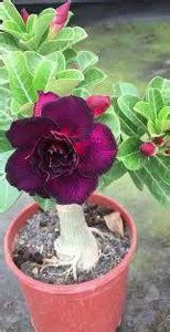 ADRIJA PLANT NURSERY Adenium Plant Price in India - Buy ADRIJA PLANT ...