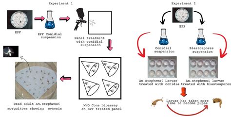 Entomopathogenic Fungi as a Potential Management Tool for the Control ...