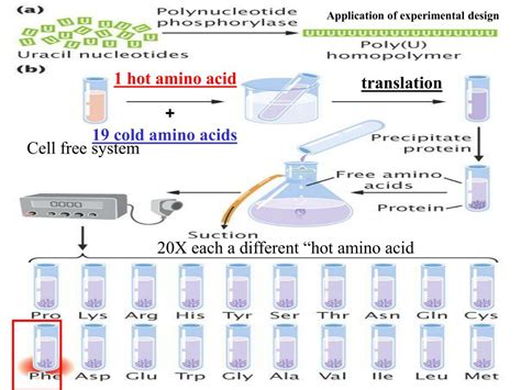 Image result for Translation Genetic Code