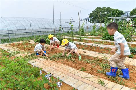 东阳：幼儿园开“农场”让孩子体验农耕文化|幼儿园|东阳市_新浪新闻