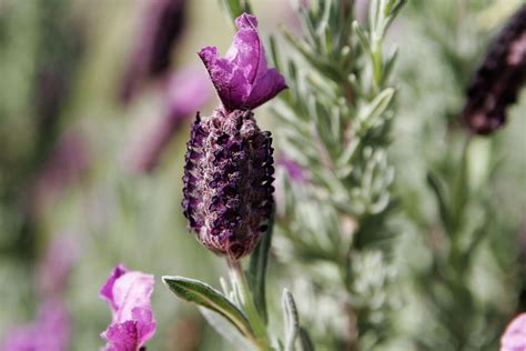 Lavender | Plant, Herb, Uses, Essential Oil, & Facts | Britannica