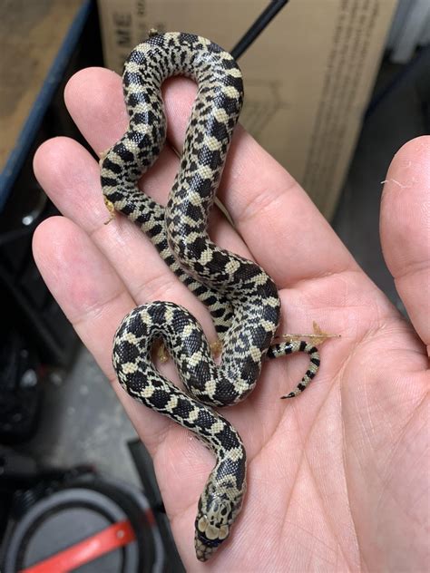 Baby Bull Snake Belly