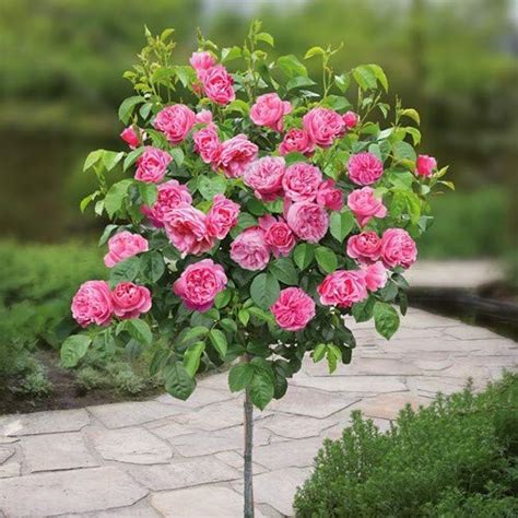 Royal Paradise Garden Rare 1 Healthy Live Plant Meilland Standard Rose ...
