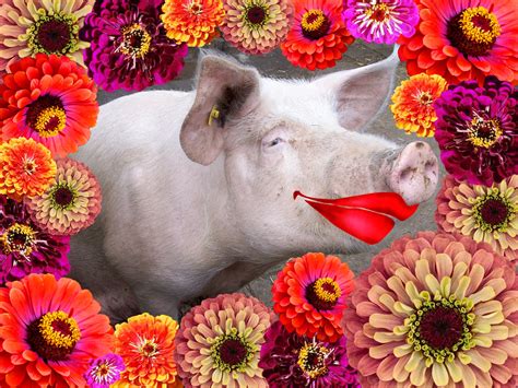 Flower Mix, Lipstick on a Pig - Snake River Seed Cooperative