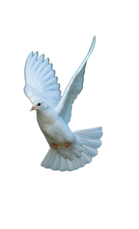 White Dove (5) - Photo #3064 - BiNps PNG Website