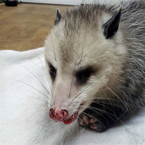 What Happens If A Dog Gets Bit By A Possum