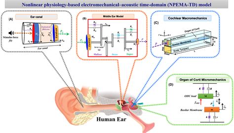 Vikas Kumar Lakhmani | Cochlear Mechanics & Auditory Biomechanics