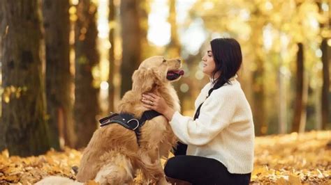 More than 4 dogs not allowed At Home In Ghaziabad | Times Now