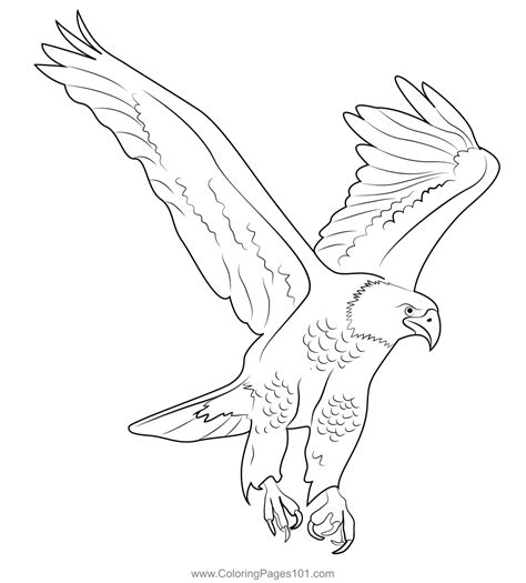 Bald Eagle Coloring Page Kids