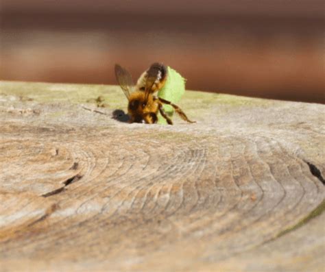 Image result for How to Control Leaf Cutter Bees