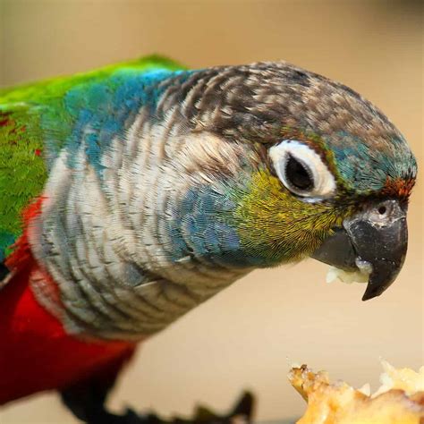 Blue Pineapple Green Cheek Conure