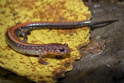 Maryland Biodiversity Project - Eastern Red-backed Salamander ...