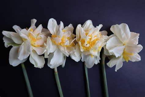 Spring Bulb Planting Guide 的图像结果