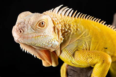 Curtin Radio Listen Live - 100.1 MHz FM, Perth, Australia | Online ...