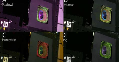 How Animals See Color 的图像结果