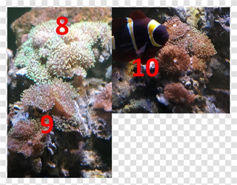 Sea PNG 的图像结果