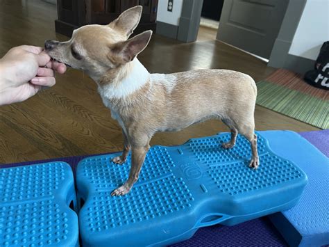 Signs of Nerve Damage in Dogs’ Back Legs: What to Watch For — Dog Rehabilitation Austin TX ...