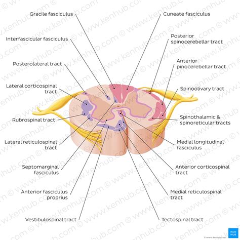 Nerve Cross Section Diagram Nervous System