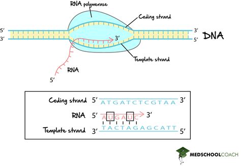 RNA Transcript 的图像结果
