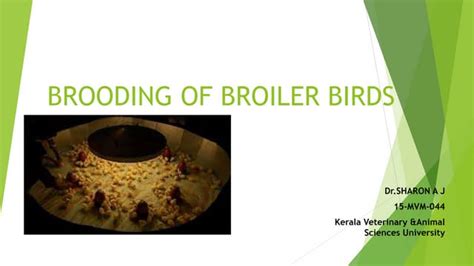 Image result for Broiler Chicken Brooding