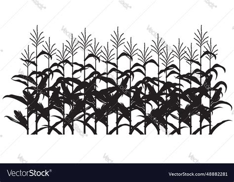 Corn Field Vector 的图像结果