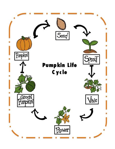Life Cycle Of Pumpkin Worksheets