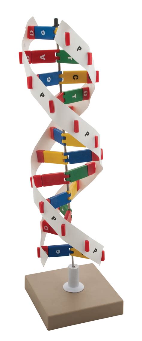DNA Model Kit 的图像结果
